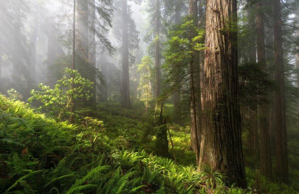 национальный парк редвуд