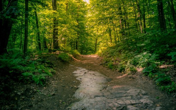 лесные тропы енидже