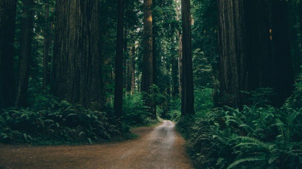 redwood forestмарс