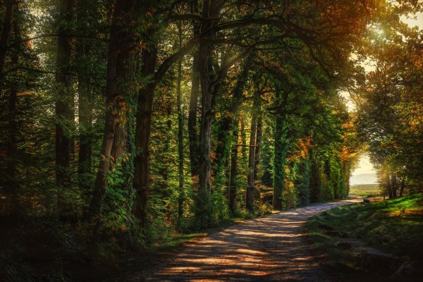 аллея в лесу