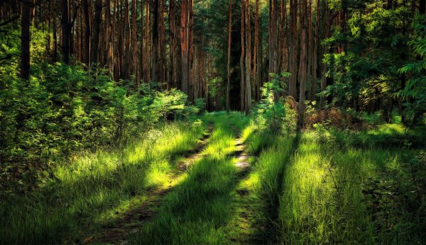 лес красиво