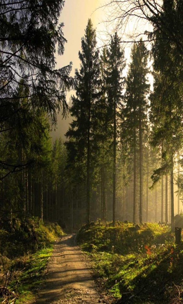 красивые лесные пейзажи