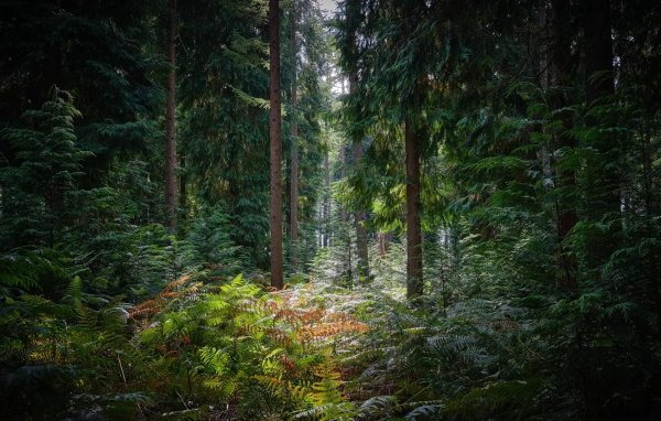 еловые леса