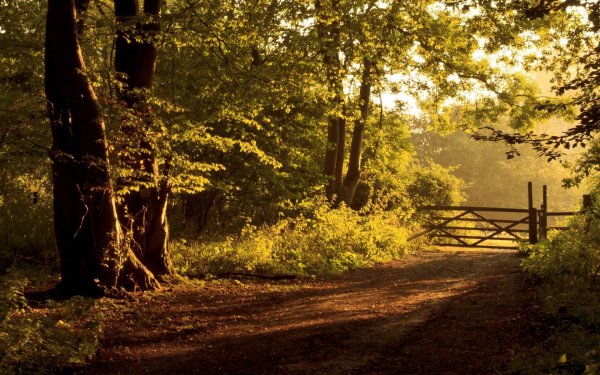 пейзаж с изгородью