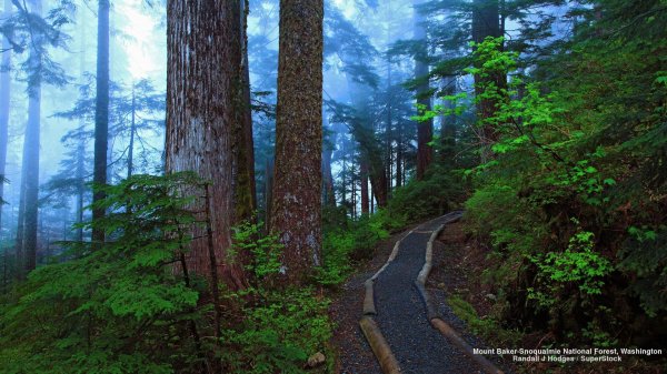 национальный парк редвуд