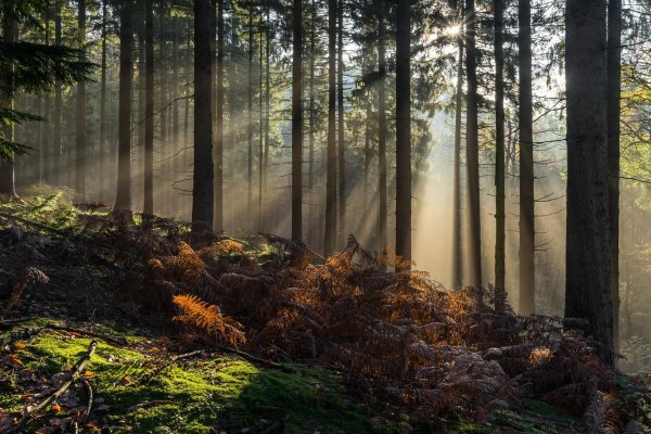 пейзаж леса