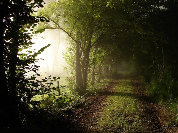 темный фон природа