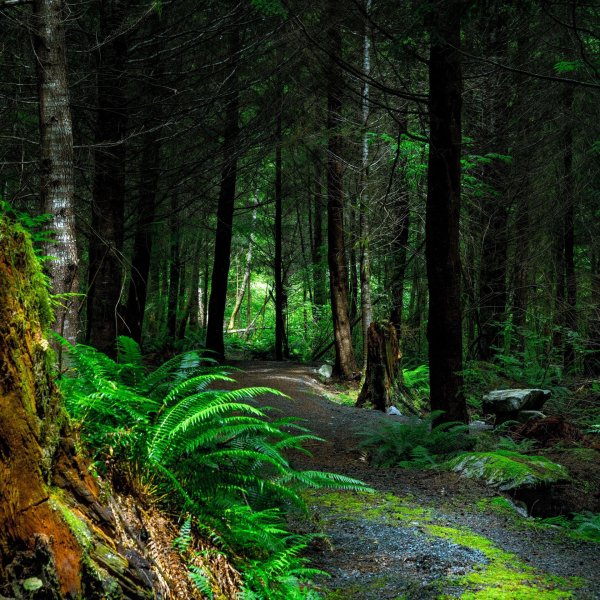 На рабочий стол природа лес