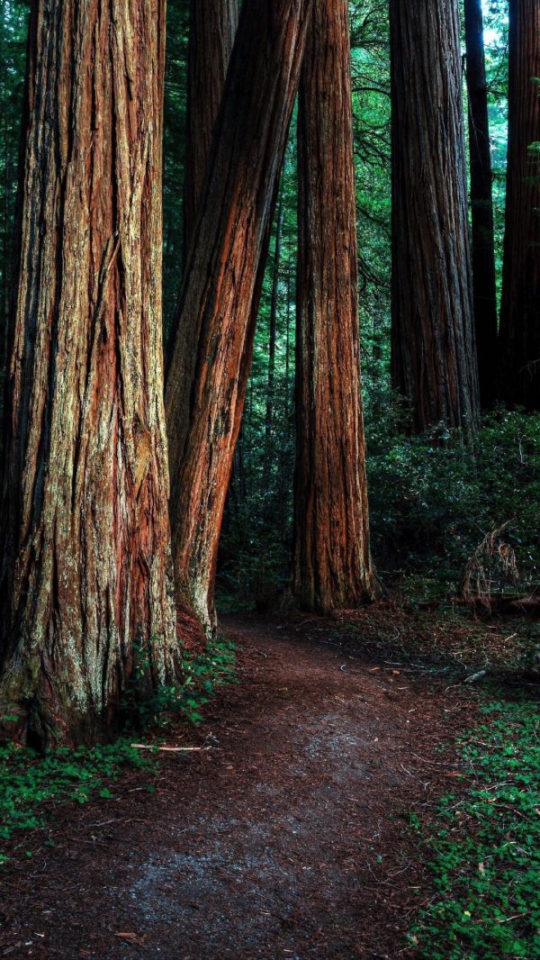 кафедральная роща британская колумбия