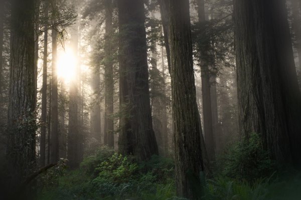 redwood forest