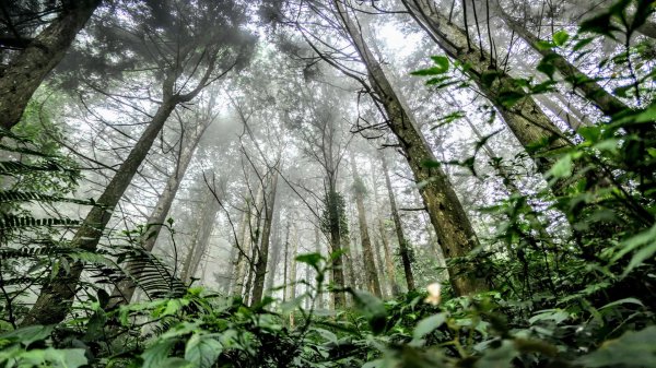 муссонные смешанные леса