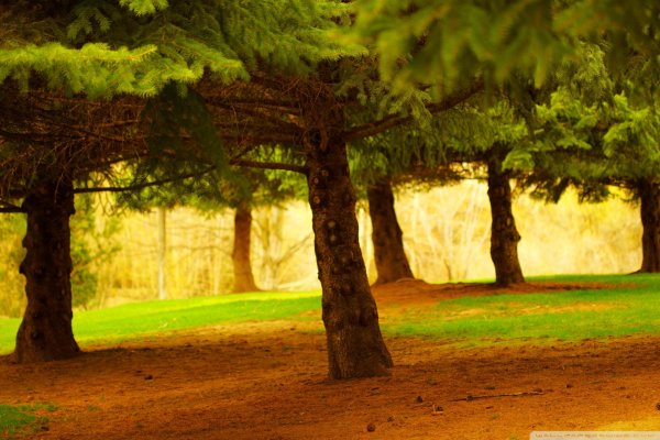 landscape pine trees