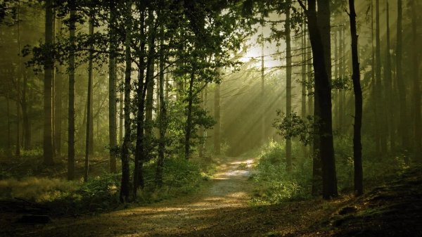 лес для фона