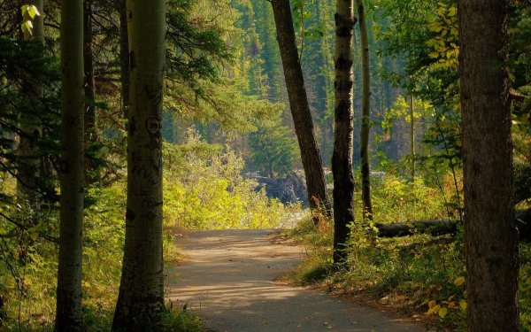 лесная тропа