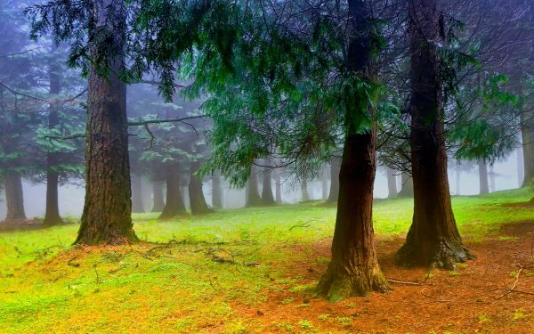 красивые леса