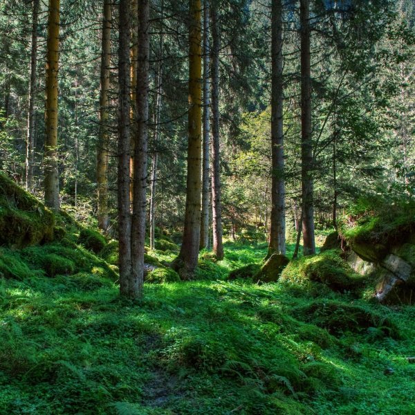 еловые леса