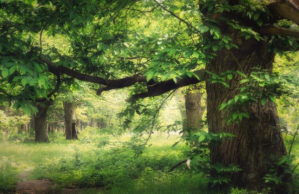 дуб черешчатый дубрава