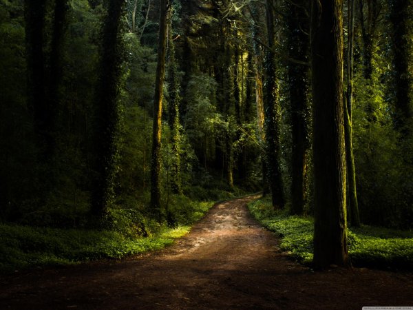 лесная тропинка