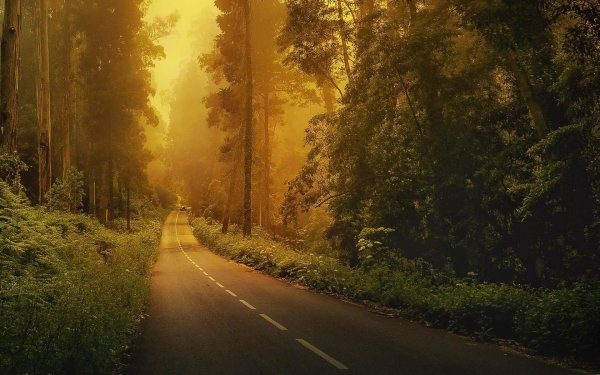 Природа дорога