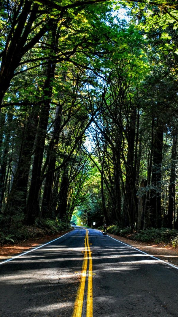 Природа дорога