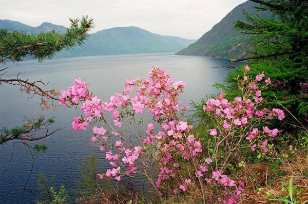 рододендрон даурский багульник забайкалье