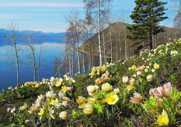подснежник сибирский прострел