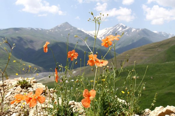 мак альпийский papaver alpinum