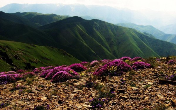 флора румынии