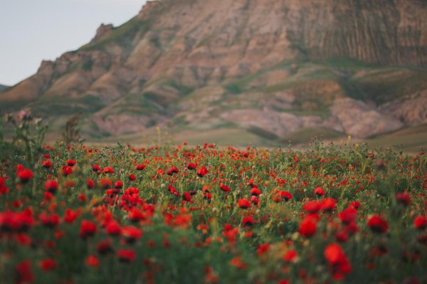 маки кушка туркмения