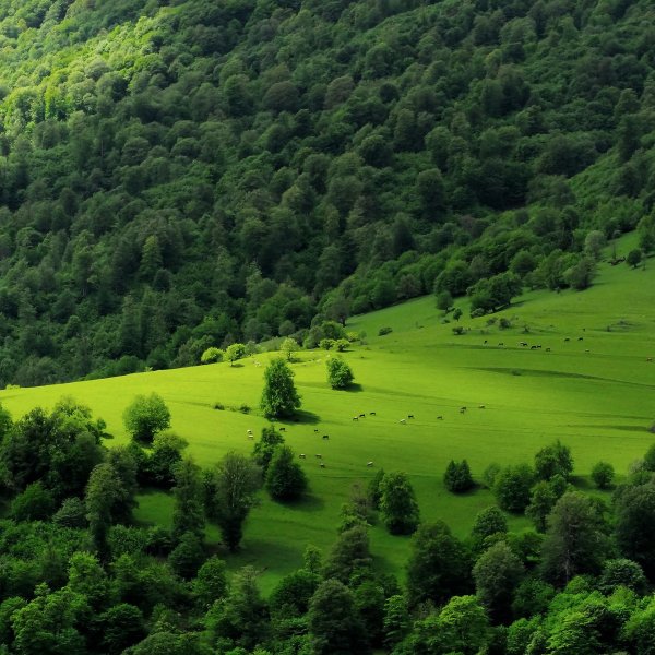 зеленый пейзаж