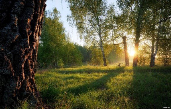 солнце в лесу