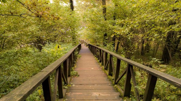 экотропа воробьевы горы