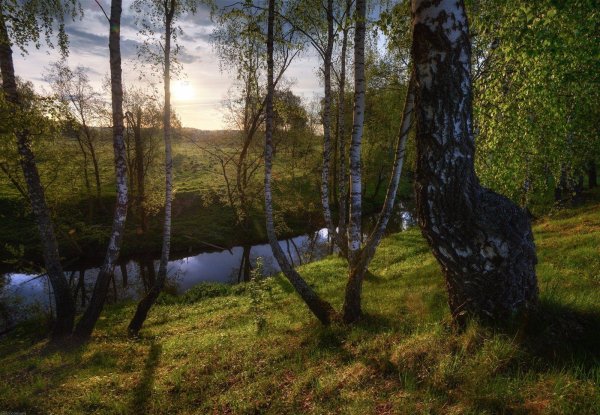 волга река березка