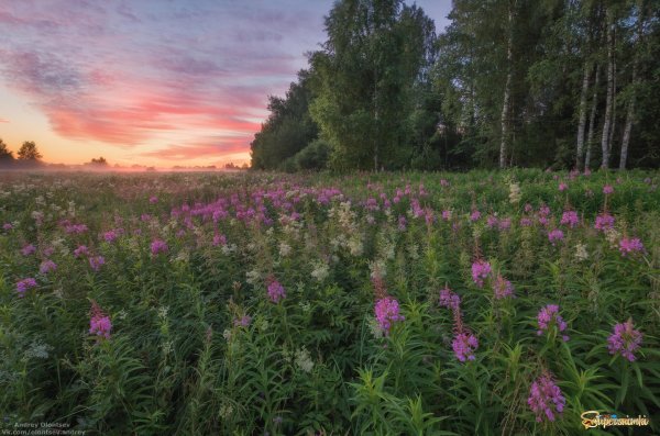 иван чай кипрей