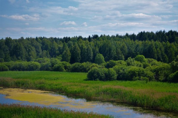 озеро старое орловское полесье