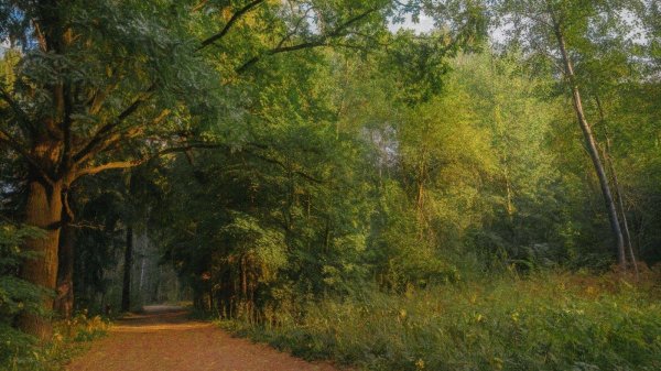 ржевский лесопарк санкт петербург