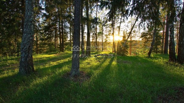 сосновые леса