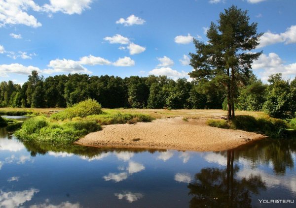 мещерский лес рязань