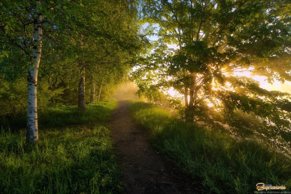 лес солнце