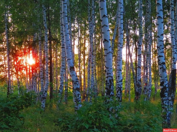 берёзовая роща курск