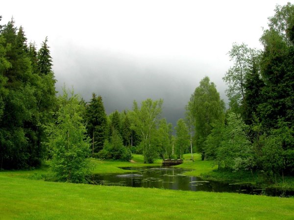 лес с рекой