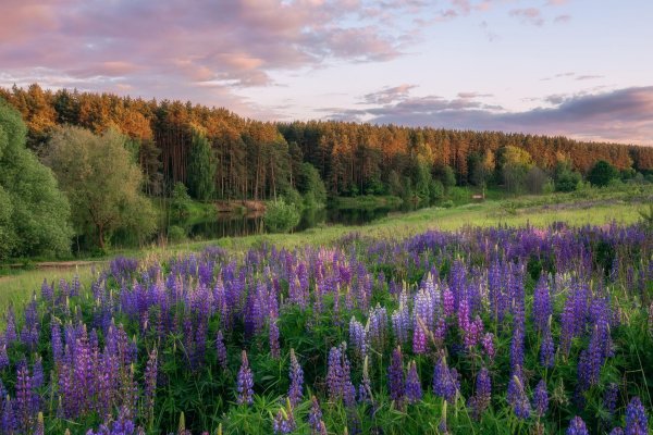смоленск люпиновое поле