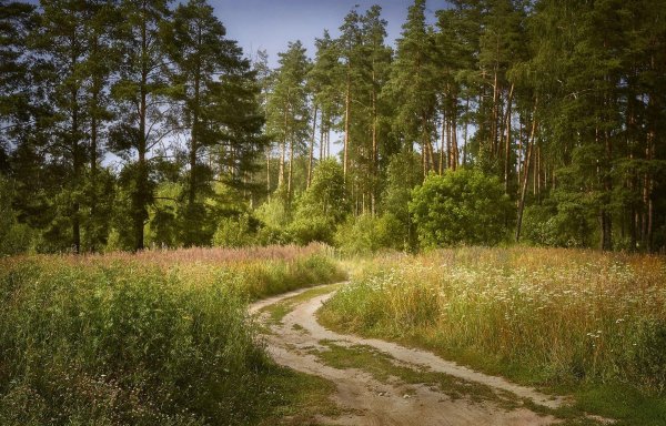 раменское опушка леса