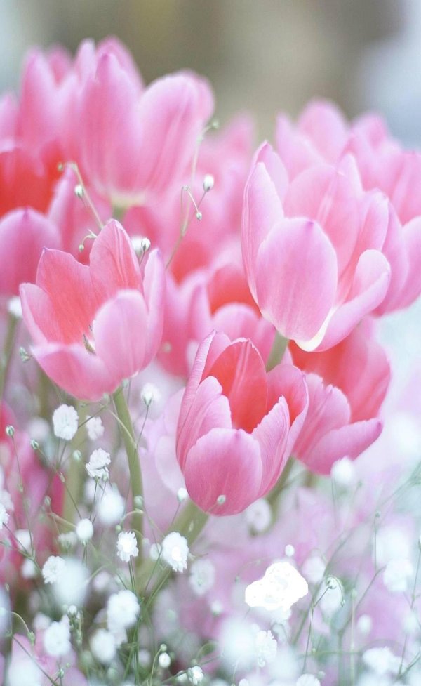 розовые тюльпаны
