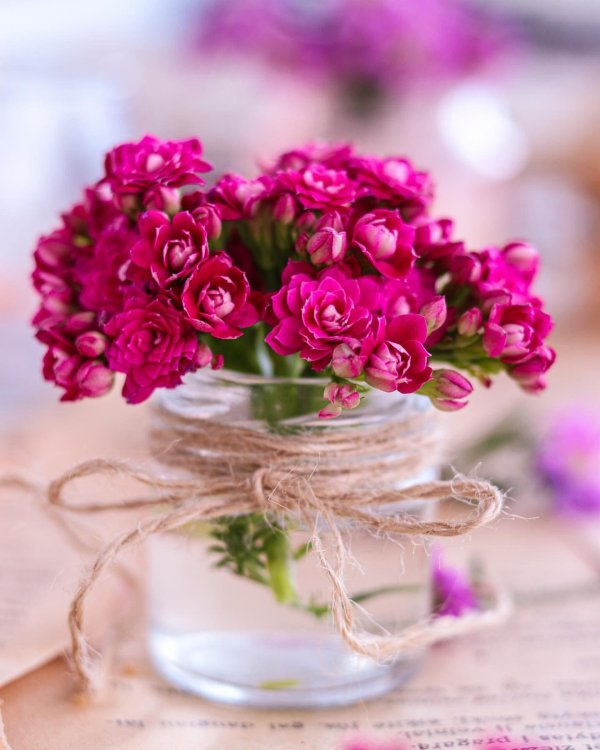 красивая цветок