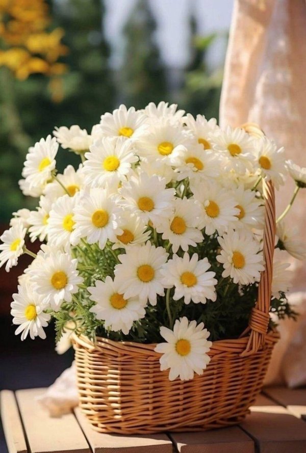 ромашка красивая