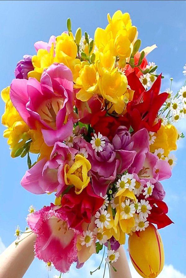 цветы красивая