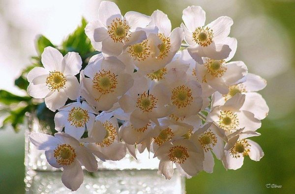 анемон белый