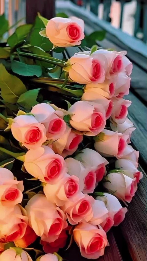 цветы розовые розы