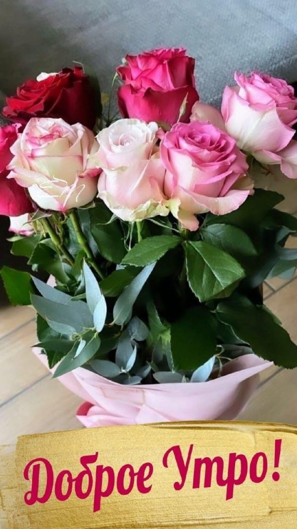 красивые утренние розы